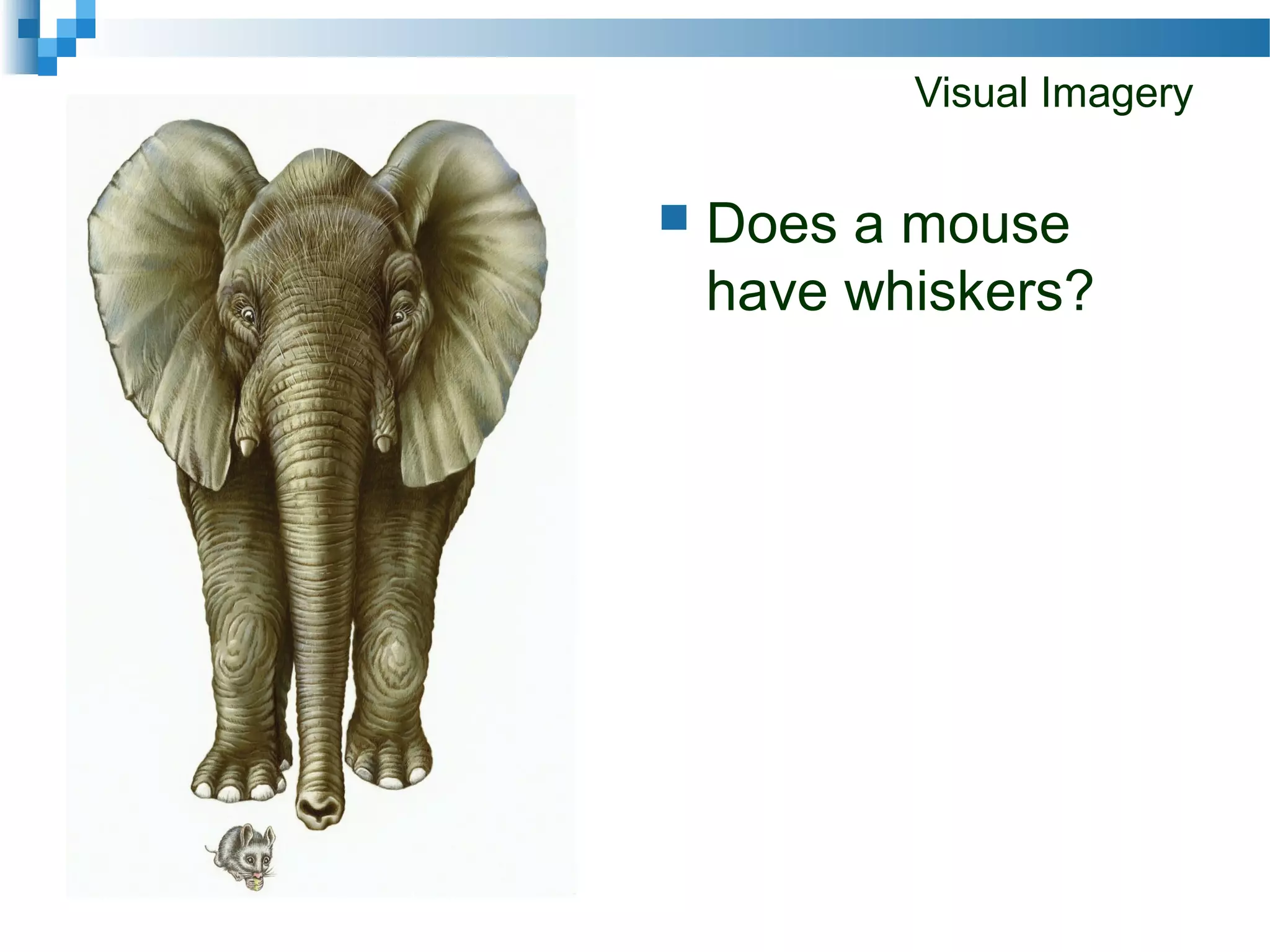 Visual Imagery
 Does a mouse
have whiskers?
 