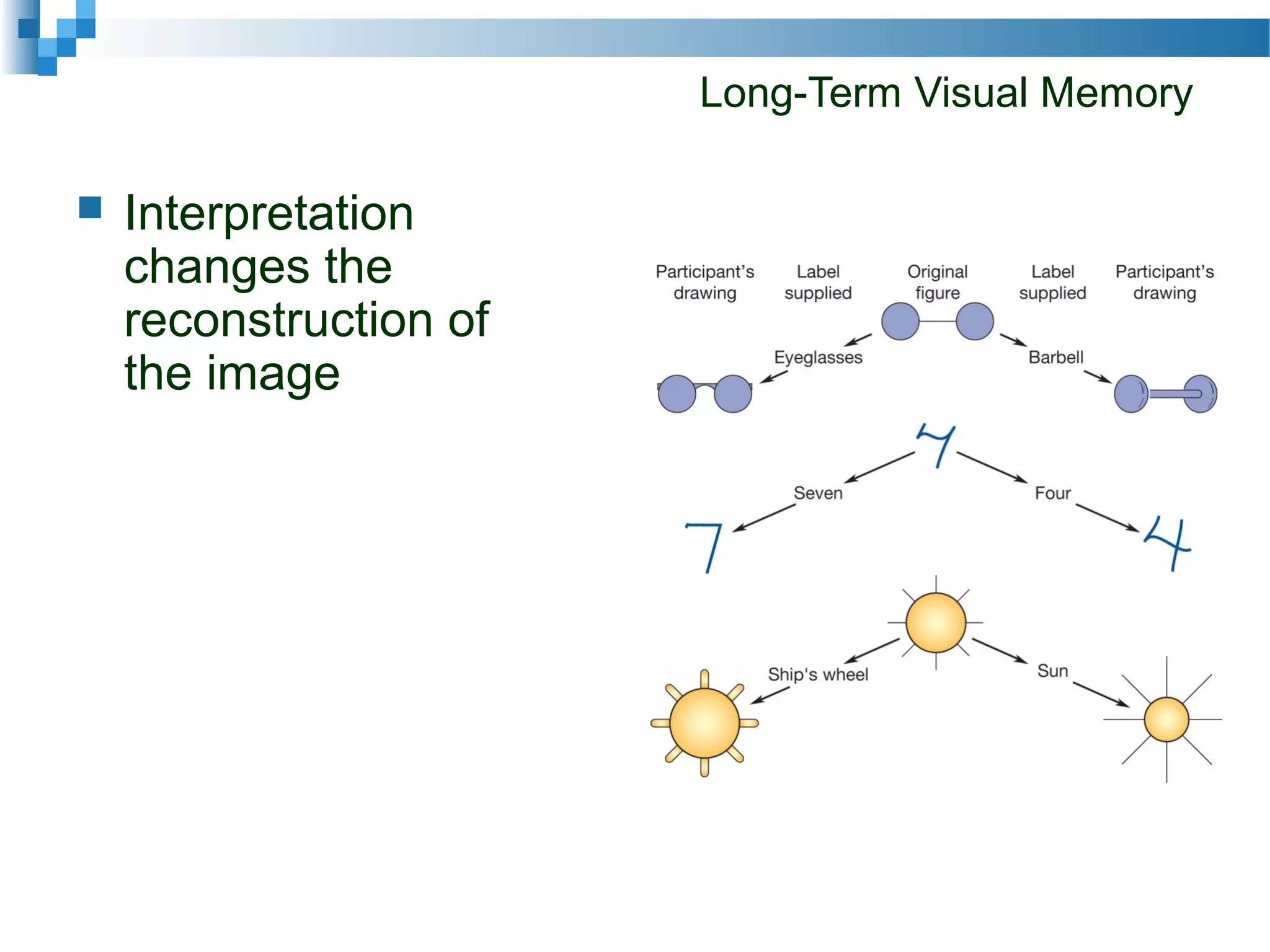 Long-Term Visual Memory
 Interpretation
changes the
reconstruction of
the image
 