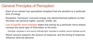 General Principles of Perception
• Each of our senses has specialized receptors that are sensitive to a particular
kind of energy
• Receptors “transduce” (convert) energy into electrochemical patterns so that
the brain can perceive sights, sounds, smells, etc.
• Law of specific nerve energies states that activity by a particular nerve always
conveys the same type of information to the brain
• Example: impulses in one neuron indicate light; impulses in another neuron indicate sound
• Which neurons respond, the amount of response, and the timing of response
influence what we perceive
 