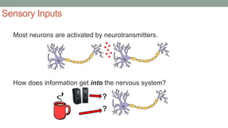 Sensory Inputs
Most neurons are activated by neurotransmitters.
How does information get into the nervous system?
?
?
 