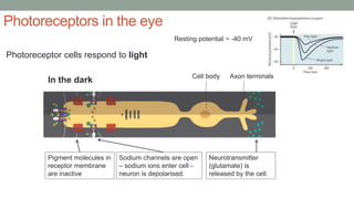 Photoreceptors in the eye
In the dark
Photoreceptor cells respond to light
Pigment molecules in
receptor membrane
are inactive
Sodium channels are open
– sodium ions enter cell -
neuron is depolarised.
Neurotransmitter
(glutamate) is
released by the cell.
Cell body
Resting potential ~ -40 mV
Axon terminals
 