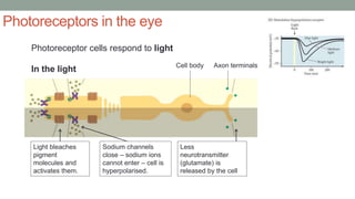 Photoreceptors in the eye
In the light
Photoreceptor cells respond to light
Light bleaches
pigment
molecules and
activates them.
Sodium channels
close – sodium ions
cannot enter – cell is
hyperpolarised.
Less
neurotransmitter
(glutamate) is
released by the cell
Cell body Axon terminals
 