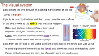 The visual system
• Light enters the eye through an opening in the center of the iris
called the pupil
• Light is focused by the lens and the cornea onto the rear surface
of the eye known as the retina, lined with visual receptors
• Rods: most abundant in the periphery of the eye and
respond to faint light (120 million per retina)
• Cones: most abundant in and around the fovea (6 million)
• Essential for color vision & more useful in bright light
• Light from the left side of the world strikes the right side of the retina and vice versa
• The central portion of the retina is the fovea and allows for acute and detailed vision
• Packed tight with receptors and nearly free of ganglion axons and blood vessels
 