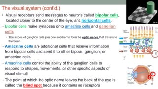 The visual system (cont’d.)
• Bipolar cells make synapses onto amacrine cells and ganglion
cells
• The axons of ganglion cells join one another to form the optic nerve that travels to
the brain
• Amacrine cells are additional cells that receive information
from bipolar cells and send it to other bipolar, ganglion, or
amacrine cells
• Amacrine cells control the ability of the ganglion cells to
respond to shapes, movements, or other specific aspects of
visual stimuli
• The point at which the optic nerve leaves the back of the eye is
called the blind spot because it contains no receptors
• Visual receptors send messages to neurons called bipolar cells,
located closer to the center of the eye, and horizontal cells.
 
