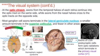 ****The visual system (cont’d.)
• At the optic chiasm, axons from the temporal halves of each retina continue into
the optic tract on the same side, while axons from the nasal halves cross to the
optic tracts on the opposite side.
• Most ganglion cell axons terminate in the lateral geniculate nucleus; a smaller
amount terminate in the superior colliculus, and fewer in other areas
• Axons of LGN
postsynaptic cells
form optic radiations
which terminate in
the primary visual
cortex (V1)
Suprachiasmatic
nucleus
Hemispheric neglect
syndrome
 