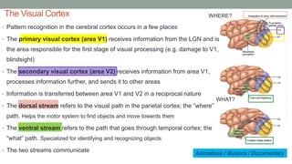 The Visual Cortex
Animations / Illusions / Documentary
• Pattern recognition in the cerebral cortex occurs in a few places
• The primary visual cortex (area V1) receives information from the LGN and is
the area responsible for the first stage of visual processing (e.g. damage to V1,
blindsight)
• The secondary visual cortex (area V2) receives information from area V1,
processes information further, and sends it to other areas
• Information is transferred between area V1 and V2 in a reciprocal nature
• The dorsal stream refers to the visual path in the parietal cortex; the “where”
path. Helps the motor system to find objects and move towards them
• The ventral stream refers to the path that goes through temporal cortex; the
“what” path. Specialized for identifying and recognizing objects
• The two streams communicate
WHERE?
WHAT?
 
