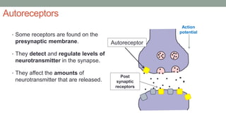 Autoreceptors
• Some receptors are found on the
presynaptic membrane.
• They detect and regulate levels of
neurotransmitter in the synapse.
• They affect the amounts of
neurotransmitter that are released.
Action
potential
Post
synaptic
receptors
Autoreceptor
 