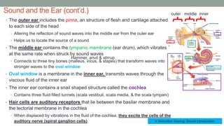 Sound and the Ear (cont’d.)
• The outer ear includes the pinna, an structure of flesh and cartilage attached
to each side of the head
• Altering the reflection of sound waves into the middle ear from the outer ear
• Helps us to locate the source of a sound
• The middle ear contains the tympanic membrane (ear drum), which vibrates
at the same rate when struck by sound waves
• Connects to three tiny bones (malleus, incus, & stapes) that transform waves into
stronger waves to the oval window
• Oval window is a membrane in the inner ear, transmits waves through the
viscous fluid of the inner ear
• The inner ear contains a snail shaped structure called the cochlea
• Contains three fluid-filled tunnels (scala vestibuli, scala media, & the scala tympani)
• Hair cells are auditory receptors that lie between the basilar membrane and
the tectorial membrane in the cochlea
• When displaced by vibrations in the fluid of the cochlea, they excite the cells of the
auditory nerve (spiral ganglion cells)
outer middle inner
 Animation hearing: Sound transduction
Hammer, anvil & stirrup
 