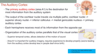 The Auditory Cortex
• The primary auditory cortex (area A1) is the destination for
most information from the auditory system
• The output of the cochlear nuclei travels via multiple paths; cochlear nuclei ->
superior olivary nuclei -> inferior colliculus -> medial geniculate nucleus -> primary
auditory cortex
• Each hemisphere receives most of its information from the opposite ear
• Organization of the auditory cortex parallels that of the visual cortex
• Superior temporal cortex, allows detection of the motion of sound
• Area A1 is important for auditory imagery, requires experience to develop properly (axons leading
from the auditory cortex develop less in people deaf since birth)
The boy who sees without eyes
Synesthesia
 
