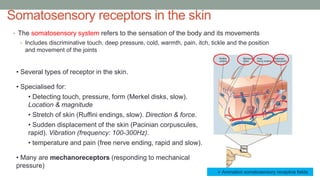 Somatosensory receptors in the skin
• Several types of receptor in the skin.
• Specialised for:
• Detecting touch, pressure, form (Merkel disks, slow).
Location & magnitude
• Stretch of skin (Ruffini endings, slow). Direction & force.
• Sudden displacement of the skin (Pacinian corpuscules,
rapid). Vibration (frequency: 100-300Hz).
• temperature and pain (free nerve ending, rapid and slow).
• Many are mechanoreceptors (responding to mechanical
pressure)
• The somatosensory system refers to the sensation of the body and its movements
• Includes discriminative touch, deep pressure, cold, warmth, pain, itch, tickle and the position
and movement of the joints
 Animation somatosensory receptive fields
 