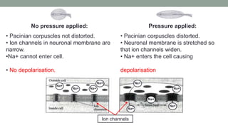 No pressure applied:
• Pacinian corpuscles not distorted.
• Ion channels in neuronal membrane are
narrow.
•Na+ cannot enter cell.
• No depolarisation.
Pressure applied:
• Pacinian corpuscles distorted.
• Neuronal membrane is stretched so
that ion channels widen.
• Na+ enters the cell causing
depolarisation
Ion channels
Na+
Na+
Na+
Na+
Na+
Na+
Na+
Na+
Na+
 