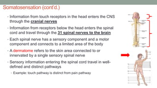 Somatosensation (cont’d.)
• Information from touch receptors in the head enters the CNS
through the cranial nerves
• Information from receptors below the head enters the spinal
cord and travel through the 31 spinal nerves to the brain
• Each spinal nerve has a sensory component and a motor
component and connects to a limited area of the body
• A dermatome refers to the skin area connected to or
innervated by a single sensory spinal nerve
• Sensory information entering the spinal cord travel in well-
defined and distinct pathways
• Example: touch pathway is distinct from pain pathway
 