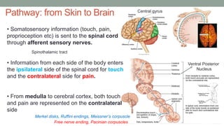 Pathway: from Skin to Brain Central gyrus
Free nerve ending, Pacinian corpuscles
Merkel disks, Ruffini endings, Meissner’s corpuscle
Spinothalamic tract
Ventral Posterior
Nucleus
• Somatosensory information (touch, pain,
proprioception etc) is sent to the spinal cord
through afferent sensory nerves.
• Information from each side of the body enters
the ipsilateral side of the spinal cord for touch
and the contralateral side for pain.
• From medulla to cerebral cortex, both touch
and pain are represented on the contralateral
side
 