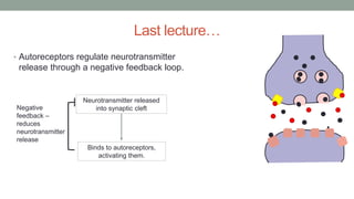 Last lecture…
• Autoreceptors regulate neurotransmitter
release through a negative feedback loop.
Neurotransmitter released
into synaptic cleft
Binds to autoreceptors,
activating them.
Negative
feedback –
reduces
neurotransmitter
release
 