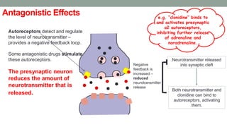 Antagonistic Effects
Autoreceptors detect and regulate
the level of neurotransmitter –
provides a negative feedback loop.
Some antagonistic drugs stimulate
these autoreceptors.
The presynaptic neuron
reduces the amount of
neurotransmitter that is
released.
e.g. “clonidine” binds to
and activates presynaptic
α2 autoreceptors,
inhibiting further release
of adrenaline and
noradrenaline.
Neurotransmitter released
into synaptic cleft
Both neurotransmitter and
clonidine can bind to
autoreceptors, activating
them.
Negative
feedback is
increased –
reduced
neurotransmitter
release
 