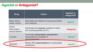 Agonist or Antagonist?
Drug Action
Agonist or
antagonist?
Black widow
spider venom
Stimulates the release of neurotransmitters
from vesicles.
PCPA
Para-chloro-
phenyl-alanine
Inactivates the enzyme needed to make
the neurotransmitter (5-HT).
Cocaine
Inactivates presynaptic transporters
responsible for reuptake of
neurotransmitter.
Idazoxan
Blocks (NA) autoreceptors on presynaptic
membrane.
Agonist
Antagonist
Agonist
Agonist
 
