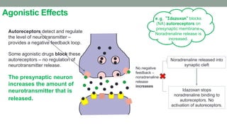 Agonistic Effects
Autoreceptors detect and regulate
the level of neurotransmitter –
provides a negative feedback loop.
Some agonistic drugs block these
autoreceptors – no regulation of
neurotransmitter release.
The presynaptic neuron
increases the amount of
neurotransmitter that is
released.
e.g. “Idazoxan” blocks
(NA) autoreceptors on
presynaptic membrane.
Noradrenaline release is
increased.
Noradrenaline released into
synaptic cleft
Idazoxan stops
noradrenaline binding to
autoreceptors. No
activation of autoreceptors.
No negative
feedback –
noradrenaline
release
increases
 