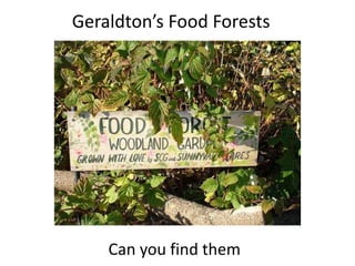 Geraldton’s Food Forests
Can you find them
 