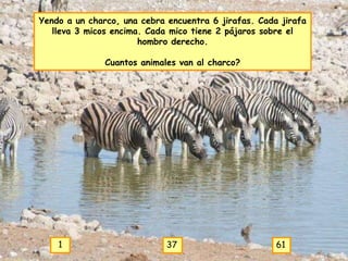 Yendo a un charco, una cebra encuentra 6 jirafas. Cada jirafa
   lleva 3 micos encima. Cada mico tiene 2 pájaros sobre el
                       hombro derecho.

               Cuantos animales van al charco?




    1                        37                       61
 