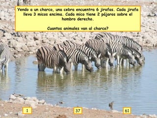 Yendo a un charco, una cebra encuentra 6 jirafas. Cada jirafa lleva 3 micos encima. Cada mico tiene 2 pájaros sobre el hombro derecho. Cuantos animales van al charco? 1 37 61 