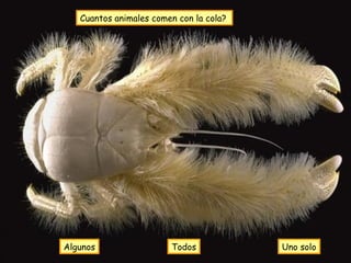 Cuantos animales comen con la cola?   Uno solo Algunos Todos 