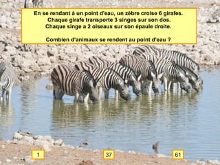 En se rendant à un point d'eau, un zèbre croise 6 girafes.  Chaque girafe transporte 3 singes sur son dos. Chaque singe a 2 oiseaux sur son épaule droite.  Combien d'animaux se rendent au point d'eau ?  1 37 61 