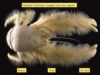 Combien d'animaux mangent avec leur queue?   Un seul Aucun Tous 