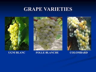 GRAPE VARIETIES
UGNI BLANC FOLLE BLANCHE COLOMBARD
 