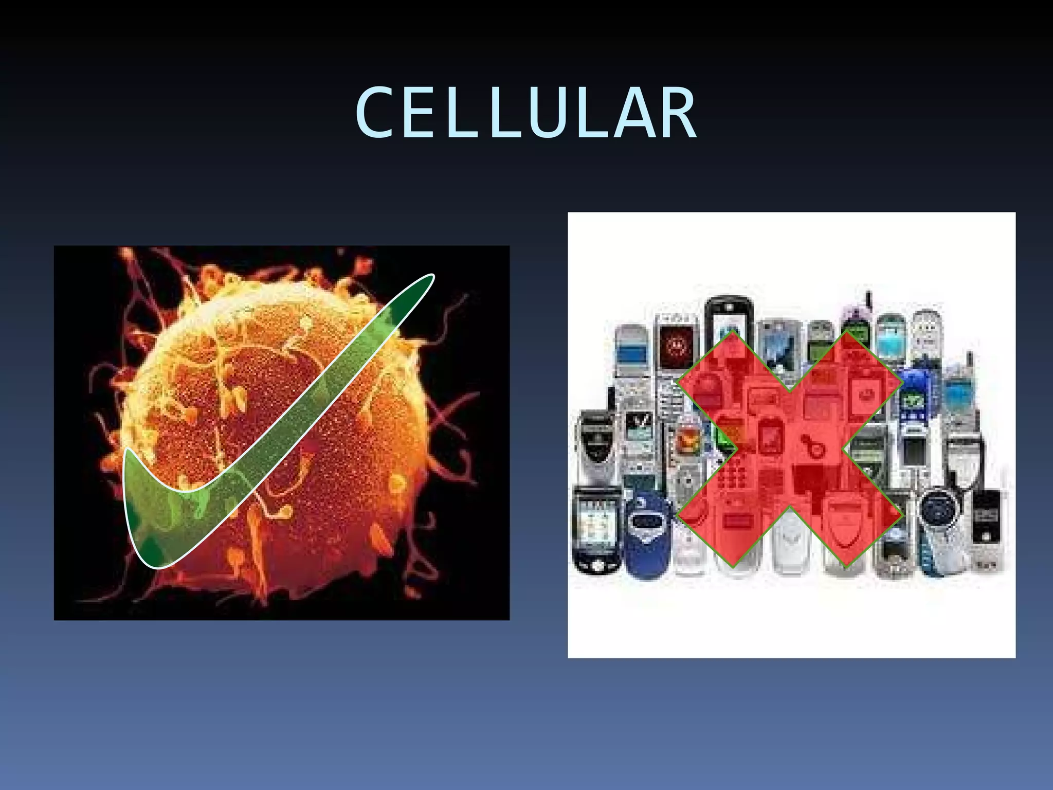 CELLULAR 