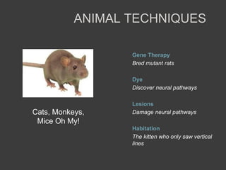 ANIMAL TECHNIQUES
Gene Therapy
Bred mutant rats
Dye
Discover neural pathways
Lesions
Damage neural pathways
Habitation
The kitten who only saw vertical
lines
Cats, Monkeys,
Mice Oh My!
 