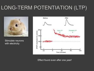 Stimulate neurons
with electricity
LONG-TERM POTENTIATION (LTP)
Effect found even after one year!
 