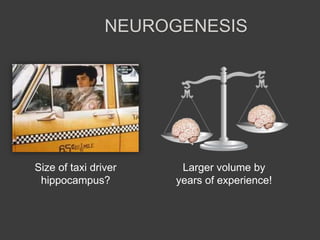 NEUROGENESIS
Larger volume by
years of experience!
Size of taxi driver
hippocampus?
 