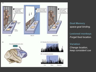 Goal Memory
space-goal binding.
Lesioned monkeys
Forget food location.
Variation
Change location,
keep consistent cue
 