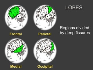 LOBES
Frontal Parietal
OccipitalMedial
Regions divided
by deep fissures
 