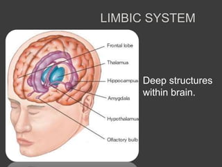 LIMBIC SYSTEM
Deep structures
within brain.
 