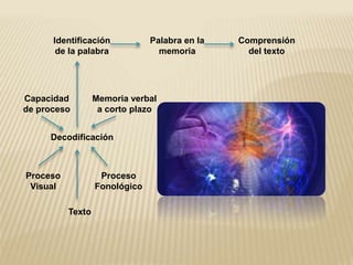 Identificación
de la palabra
Palabra en la
memoria
Comprensión
del texto
Decodificación
Memoria verbal
a corto plazo
Proceso
Visual
Proceso
Fonológico
Capacidad
de proceso
Texto
 