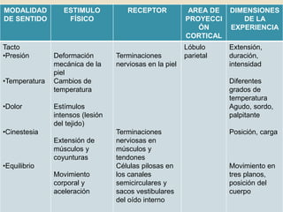 MODALIDAD
DE SENTIDO
ESTIMULO
FÍSICO
RECEPTOR AREA DE
PROYECCI
ÓN
CORTICAL
DIMENSIONES
DE LA
EXPERIENCIA
Tacto
•Presión
•Temperatura
•Dolor
•Cinestesia
•Equilibrio
Deformación
mecánica de la
piel
Cambios de
temperatura
Estímulos
intensos (lesión
del tejido)
Extensión de
músculos y
coyunturas
Movimiento
corporal y
aceleración
Terminaciones
nerviosas en la piel
Terminaciones
nerviosas en
músculos y
tendones
Células pilosas en
los canales
semicirculares y
sacos vestibulares
del oído interno
Lóbulo
parietal
Extensión,
duración,
intensidad
Diferentes
grados de
temperatura
Agudo, sordo,
palpitante
Posición, carga
Movimiento en
tres planos,
posición del
cuerpo
 