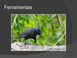 Ferramentas
 