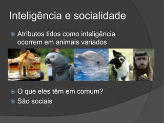 Inteligência e socialidade
 Atributos tidos como inteligência
ocorrem em animais variados
 O que eles têm em comum?
 São sociais
 