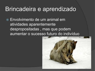 Brincadeira e aprendizado
 Envolvimento de um animal em
atividades aparentemente
despropositadas , mas que podem
aumentar o sucesso futuro do indivíduo
 