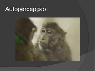 Autopercepção
 