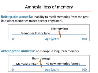 Cerebral Cortex Functions: Intelligence, Memory, and Language ...