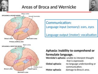 Cerebral Cortex Functions: Intelligence, Memory, and Language ...