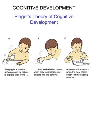 cognitive development stages jean piaget.ppt
