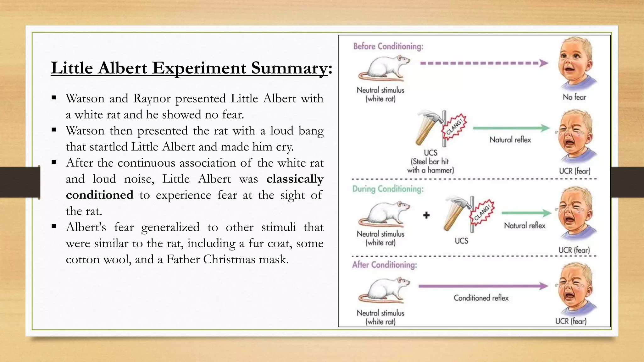 ▪ Watson and Raynor presented Little Albert with
a white rat and he showed no fear.
▪ Watson then presented the rat with a loud bang
that startled Little Albert and made him cry.
▪ After the continuous association of the white rat
and loud noise, Little Albert was classically
conditioned to experience fear at the sight of
the rat.
▪ Albert's fear generalized to other stimuli that
were similar to the rat, including a fur coat, some
cotton wool, and a Father Christmas mask.
Little Albert Experiment Summary:
 