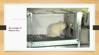 An example of
Skinner box.
 