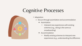 Cognitive Processes
• Adaptation
⚬ Occurs through assimilation and accommodation
￭ Assimilation
• Interpret new experiences with existing
schemes (e.g., skiing is the same as
snowboarding)
￭ Accommodation
• Modify existing schemes to interpret new
experiences (e.g., understanding the difference
 