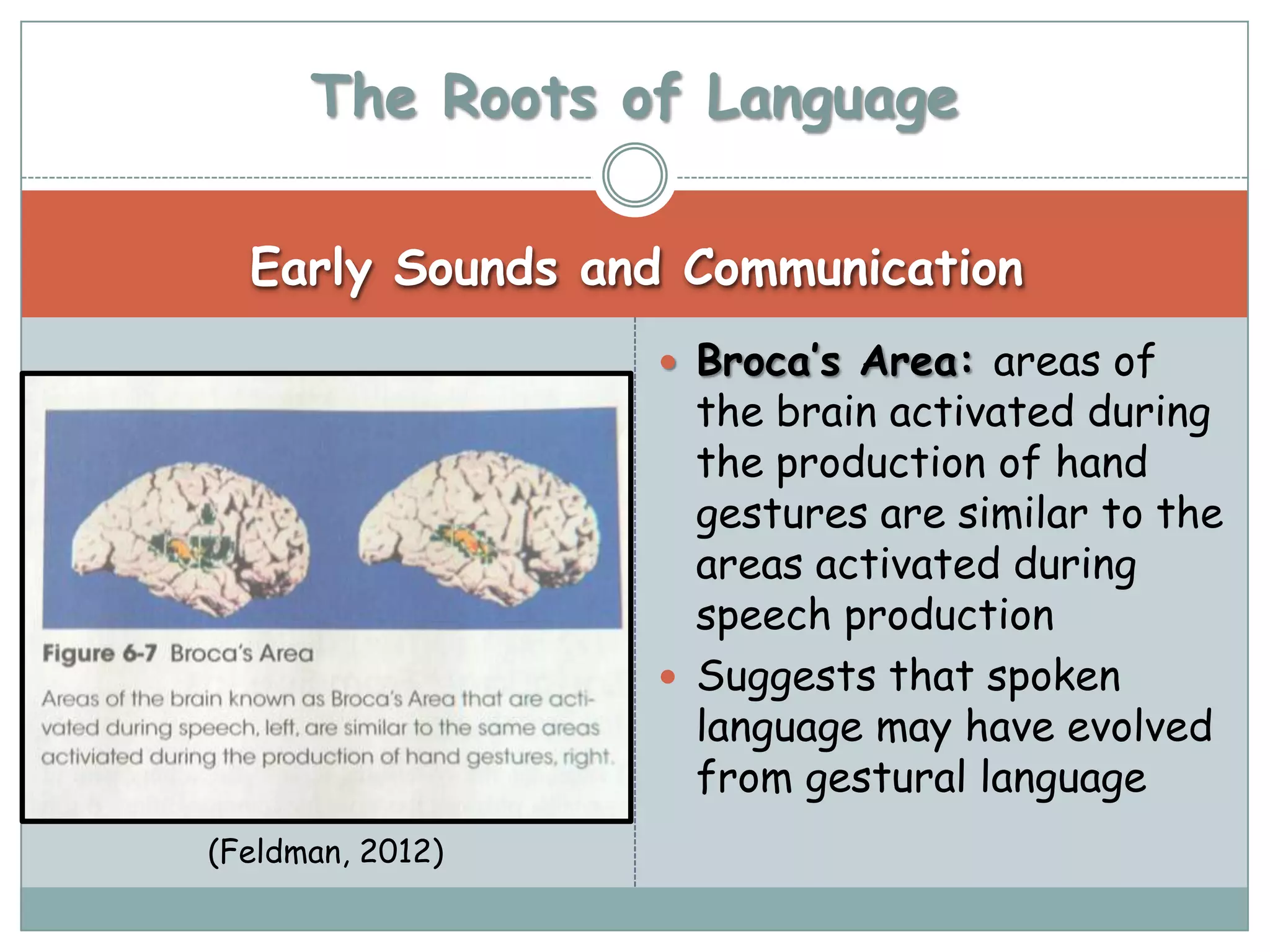 The Roots of Language

  Early Sounds and Communication
                   Broca’s Area: areas of
                    the brain activated during
                    the production of hand
                    gestures are similar to the
                    areas activated during
                    speech production
                   Suggests that spoken
                    language may have evolved
                    from gestural language
(Feldman, 2012)
 
