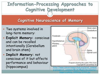 Information-Processing Approaches to
         Cognitive Development

         Cognitive Neuroscience of Memory

 Two systems involved in
  long-term memory:
 Explicit Memory: conscious
  and can be recalled
  intentionally (Cerebellum
  and brain stem)
 Implicit Memory: not
  conscious of it but affects
  performance and behaviour
  (hippocampus)                 http://www.cancerresearchuk.org/prod_consum
                                p/groups/cr_common/@cah/@gen/documents/i
                                       mage/crukmig_1000img-12313.jpg
 