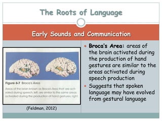 The Roots of Language

  Early Sounds and Communication
                   Broca’s Area: areas of
                    the brain activated during
                    the production of hand
                    gestures are similar to the
                    areas activated during
                    speech production
                   Suggests that spoken
                    language may have evolved
                    from gestural language
(Feldman, 2012)
 